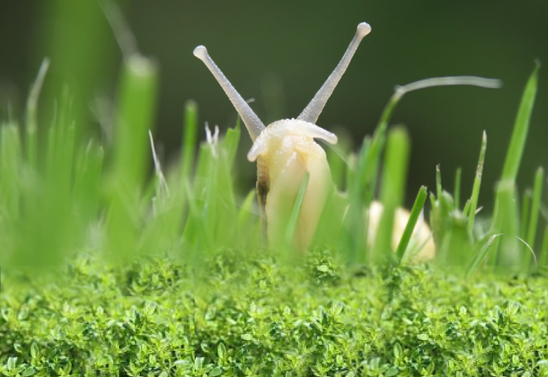 Aufmacher-Schnecke-mit-Thymian