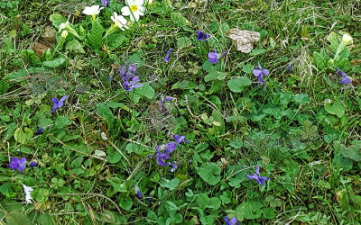 ,Toter’ Rasen oder lebendige Wiese?